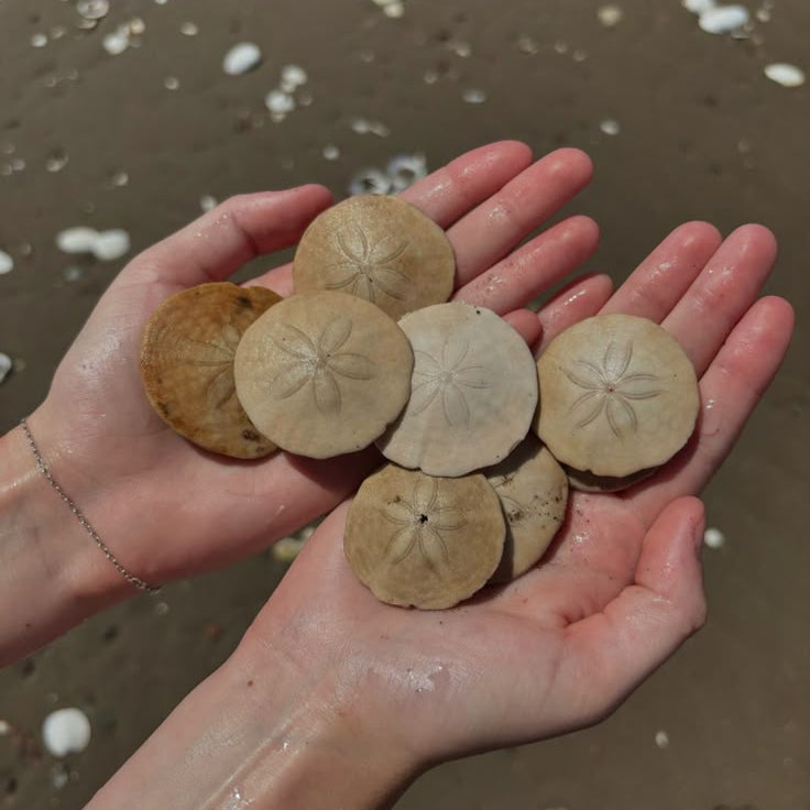 Collar Sand dollar